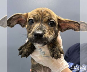 Labrador Retriever-Unknown Mix Dogs for adoption in Washington, DC, USA