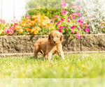 Small Photo #8 Goldendoodle Puppy For Sale in NAPPANEE, IN, USA