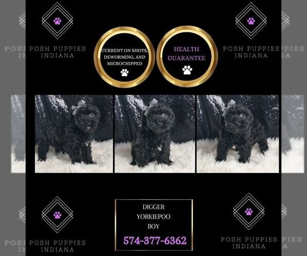 Medium Photo #151 YorkiePoo Puppy For Sale in WARSAW, IN, USA