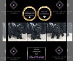 Small #6 YorkiePoo