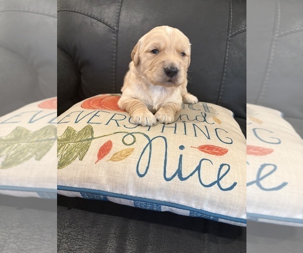 Medium Photo #1 Golden Retriever Puppy For Sale in CADDO MILLS, TX, USA