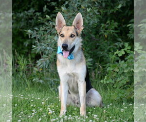 Harrison - Male German Shepherd Dog Dog for Adoption - Photo #25