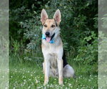 Small #24 German Shepherd Dog