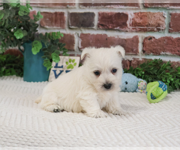 Medium Photo #6 West Highland White Terrier Puppy For Sale in SYRACUSE, IN, USA