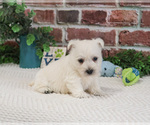 Small #5 West Highland White Terrier