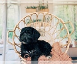 Small Photo #4 Bernedoodle Puppy For Sale in TRAVELERS REST, SC, USA
