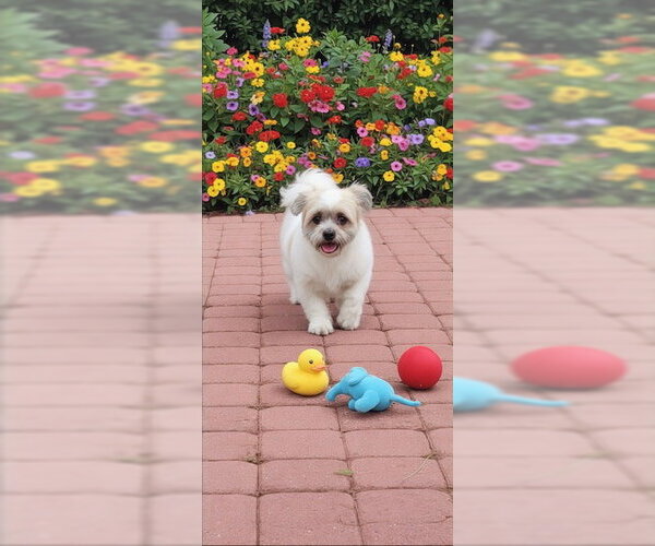Medium Photo #5 Shih Tzu Puppy For Sale in Weston, FL, USA