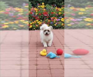 Orville & Prescott - Male Shih Tzu Dog for Adoption - Photo #5