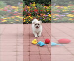 Small #4 Shih Tzu