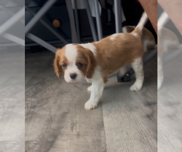 Medium Photo #2 Cavalier King Charles Spaniel Puppy For Sale in LOGANVILLE, GA, USA