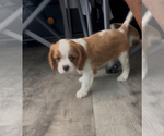 Small #1 Cavalier King Charles Spaniel