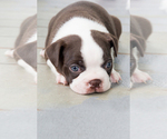 Small Photo #2 Boston Terrier Puppy For Sale in SALISBURY, MD, USA