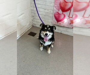 Australian Shepherd Dogs for adoption in San Bernardino, CA, USA