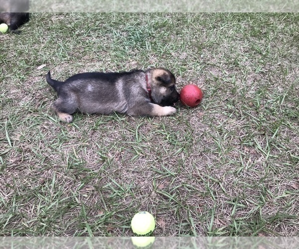 Medium Photo #3 German Shepherd Dog Puppy For Sale in ZEPHYRHILLS, FL, USA
