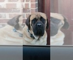 Small Photo #6 Mastiff Puppy For Sale in WEATHERFORD, TX, USA