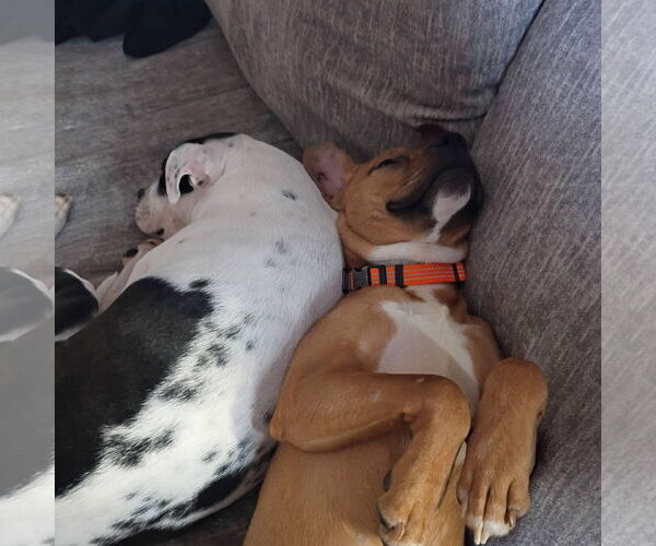 Medium Photo #4 American Pit Bull Terrier-Unknown Mix Puppy For Sale in Germantown, OH, USA