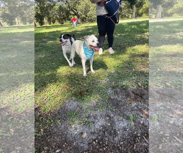 Medium Photo #2 Beagle-Unknown Mix Puppy For Sale in Tampa, FL, USA