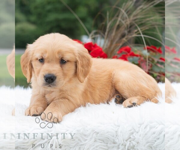 Medium Photo #5 Golden Retriever Puppy For Sale in NEWPORT, PA, USA