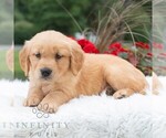 Small #4 Golden Retriever