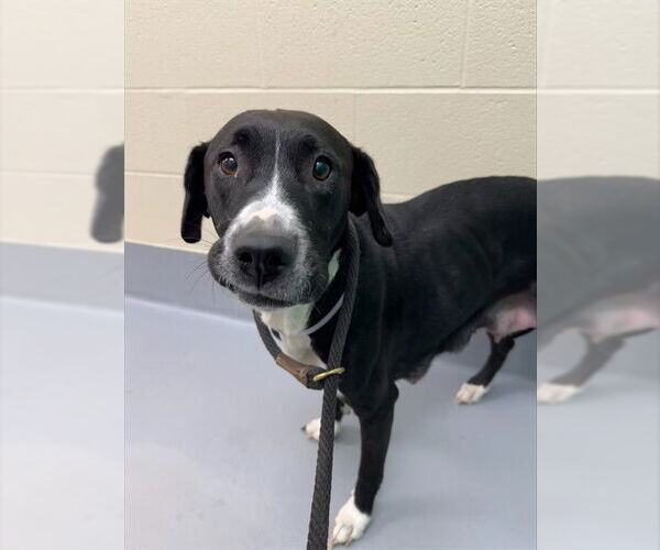 Medium Photo #1 Labrador Retriever-Unknown Mix Puppy For Sale in Louisville, KY, USA