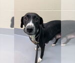 Small Labrador Retriever Mix