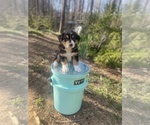 Small Photo #23 Australian Shepherd Puppy For Sale in FARMVILLE, VA, USA