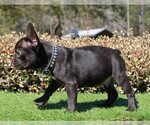 Small Photo #3 French Bulldog Puppy For Sale in WAYCROSS, GA, USA