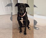 Small #1 American Pit Bull Terrier-Labrador Retriever Mix