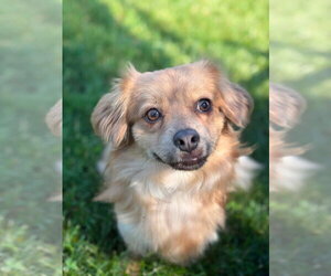 Chihuahua-Unknown Mix Dogs for adoption in Fort Wayne, IN, USA