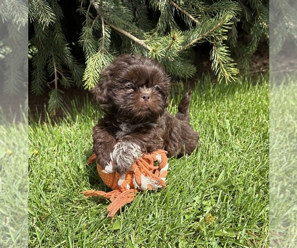 Medium Photo #3 Shih Tzu Puppy For Sale in MIDDLEBURY, IN, USA