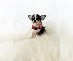Small #5 Chihuahua