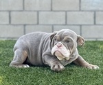 Small Photo #6 English Bulldog Puppy For Sale in HAYWARD, CA, USA
