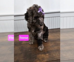 Goldendoodle Litter for sale in MULLICA HILL, NJ, USA