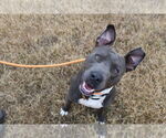 Small #6 Mutt