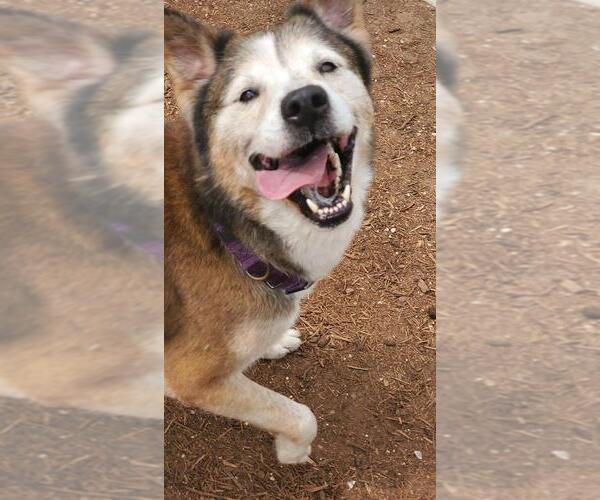 Medium Photo #15 Siberian Husky-Unknown Mix Puppy For Sale in Houston, TX, USA