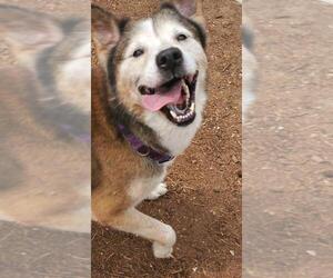 Patch - Male Siberian Husky-Unknown Mix Dog for Adoption - Photo #15