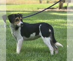 Small Photo #4 Beagle Puppy For Sale in Yardley, PA, USA