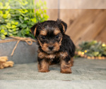 Puppy Faith Yorkshire Terrier