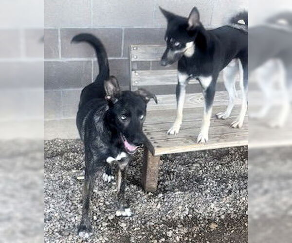 Medium Photo #3 Huskies -Unknown Mix Puppy For Sale in Pampa, TX, USA