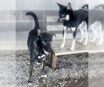 Small #2 Huskies  Mix