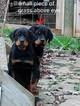 Small Photo #3 Rottweiler Puppy For Sale in WESLEY, AR, USA