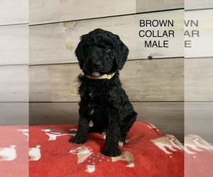 Poodle (Standard) Puppy for sale in YORKVILLE, IL, USA