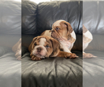 Small Photo #3 Bulldog Puppy For Sale in PORTERVILLE, CA, USA