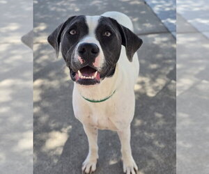 Pointer-Unknown Mix Dogs for adoption in Lakewood, CO, USA