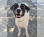 Small Pointer Mix