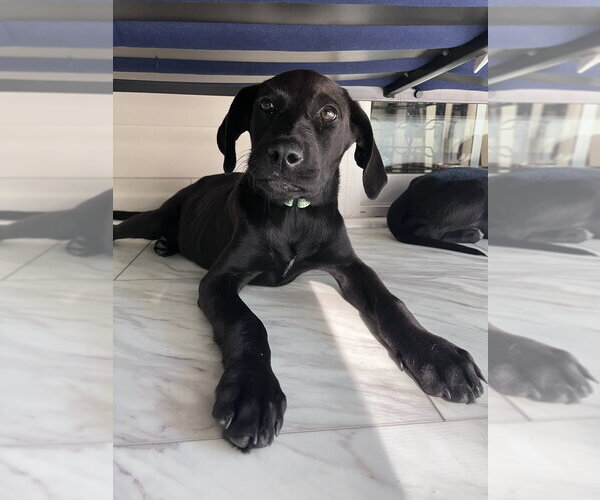 Medium Photo #3 Mutt Puppy For Sale in Mooresville, NC, USA
