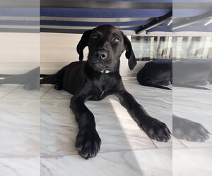 Winnie - Female Mutt Dog for Adoption - Photo #3