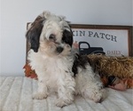 Small Photo #42 ShihPoo Puppy For Sale in GOSHEN, IN, USA