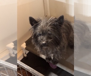 Father of the Cairn Terrier puppies born on 02/07/2026