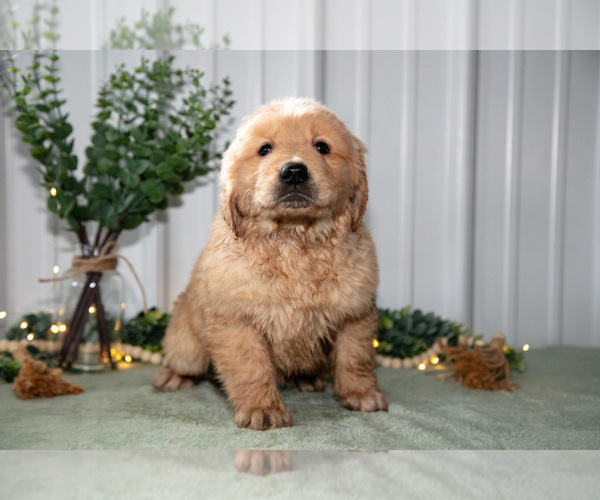 Medium Photo #18 Golden Retriever Puppy For Sale in HOLMESVILLE, OH, USA